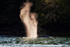 Tofino Whale Watching